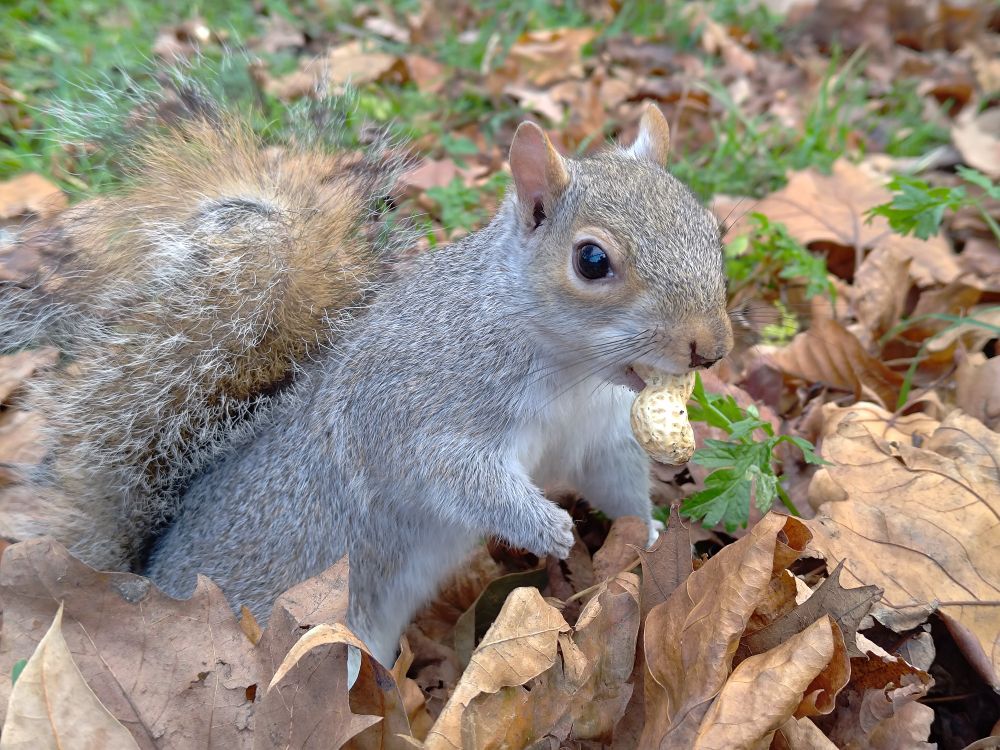 A squirrel, sat in a pile of leaves, with a nut in its mouth