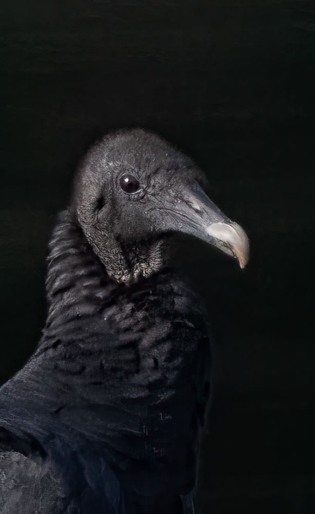 Closeup shot with black background.