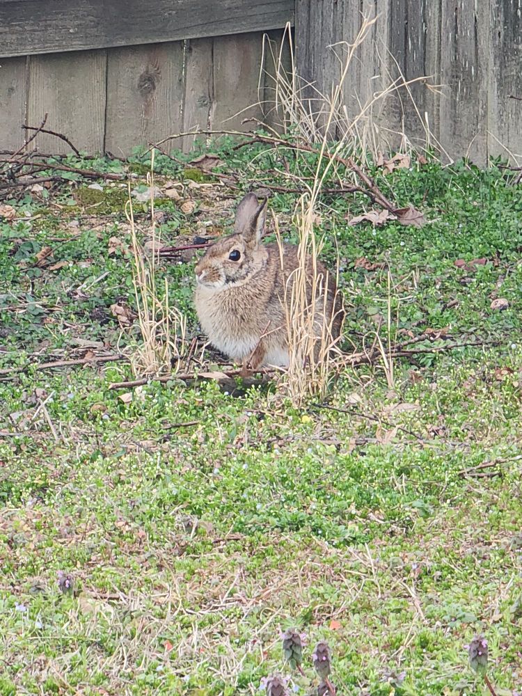 A wild rabbit outdoors, puffed up into a ball because it's cold outside 