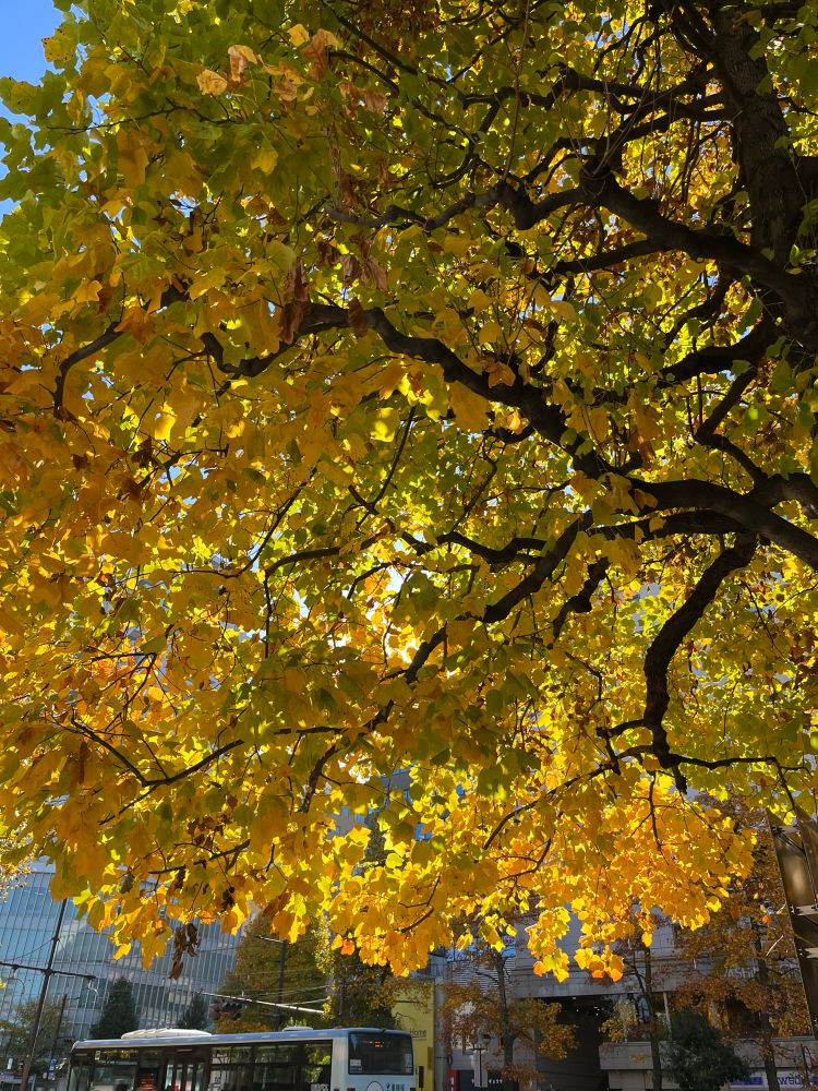 いっぱいに茂るイチョウを斜め下から見上げる写真。後ろからさす太陽の光に黄色いイチョウが照らされている。