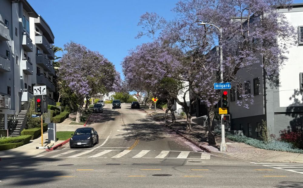 Le Conte crosses Hilgard and then is lined with trees covered in purple blossoms 