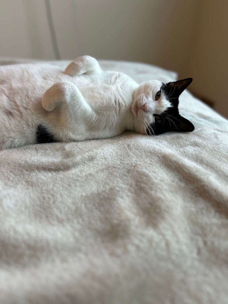 My 5-year-old female tuxedo cat, Dawn Louise Pinkett, laying flat on her back on a beige blanket and looking at the camera. She is as relaxed as it is possible for a cat to be.