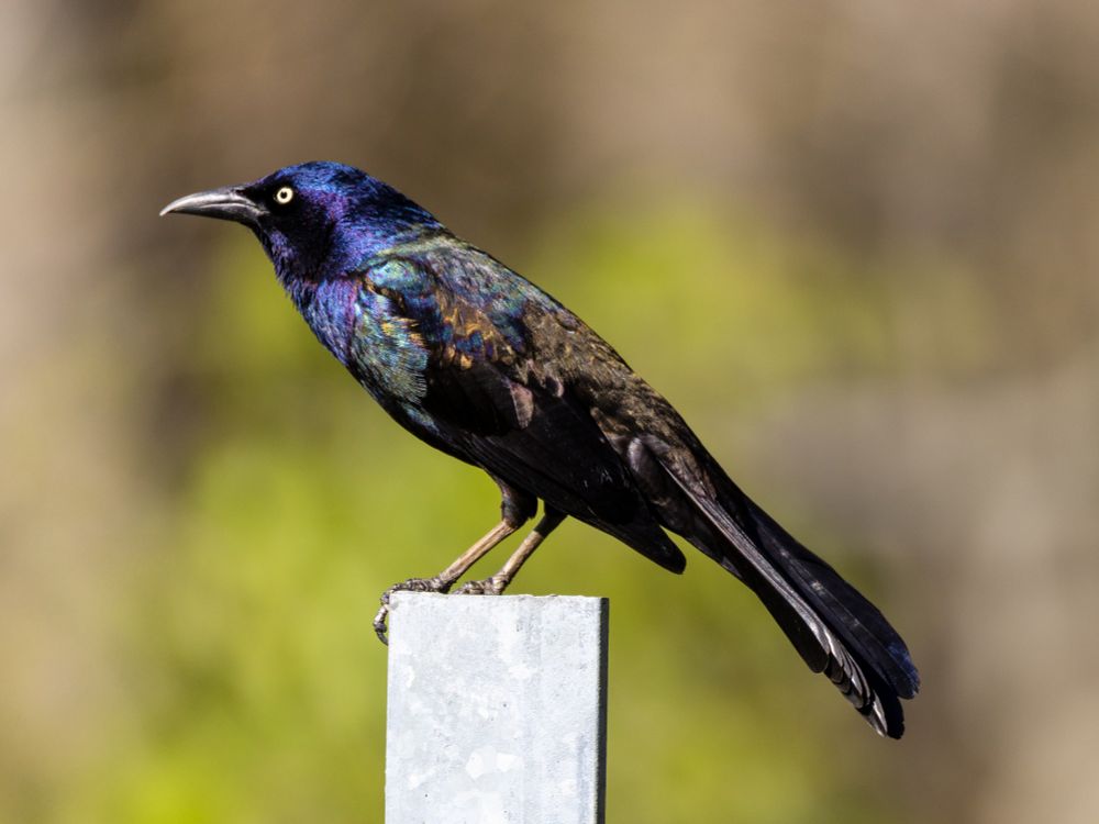 Another photo of a common grackle perched on a pole, showing how its iridescent patterns have changed.