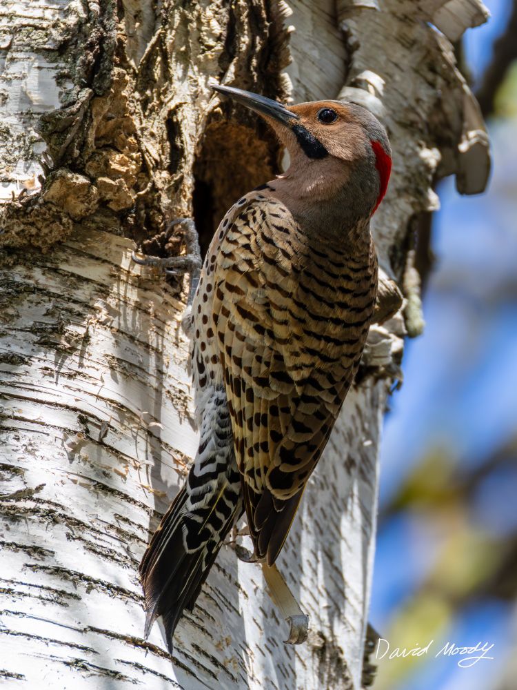 Northern Flicker perched on a birch tree in front of its nesting cavity entrance, with its yellow back adorned by black bars and dots.