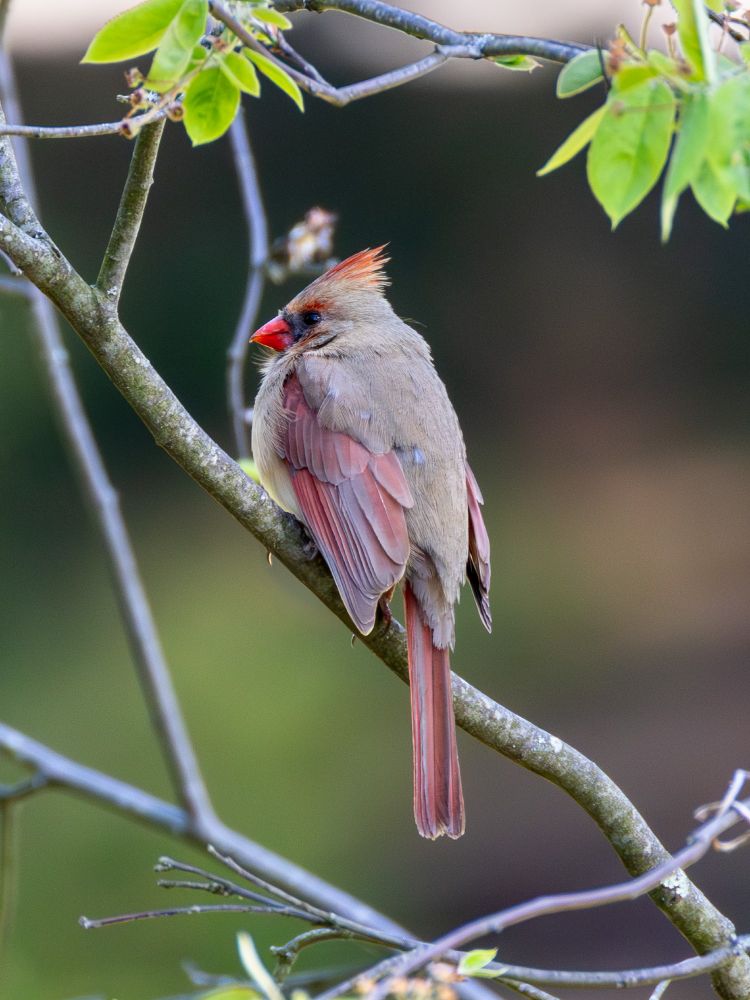 Photograph of a female Northern Cardinal perched on a tree branch.