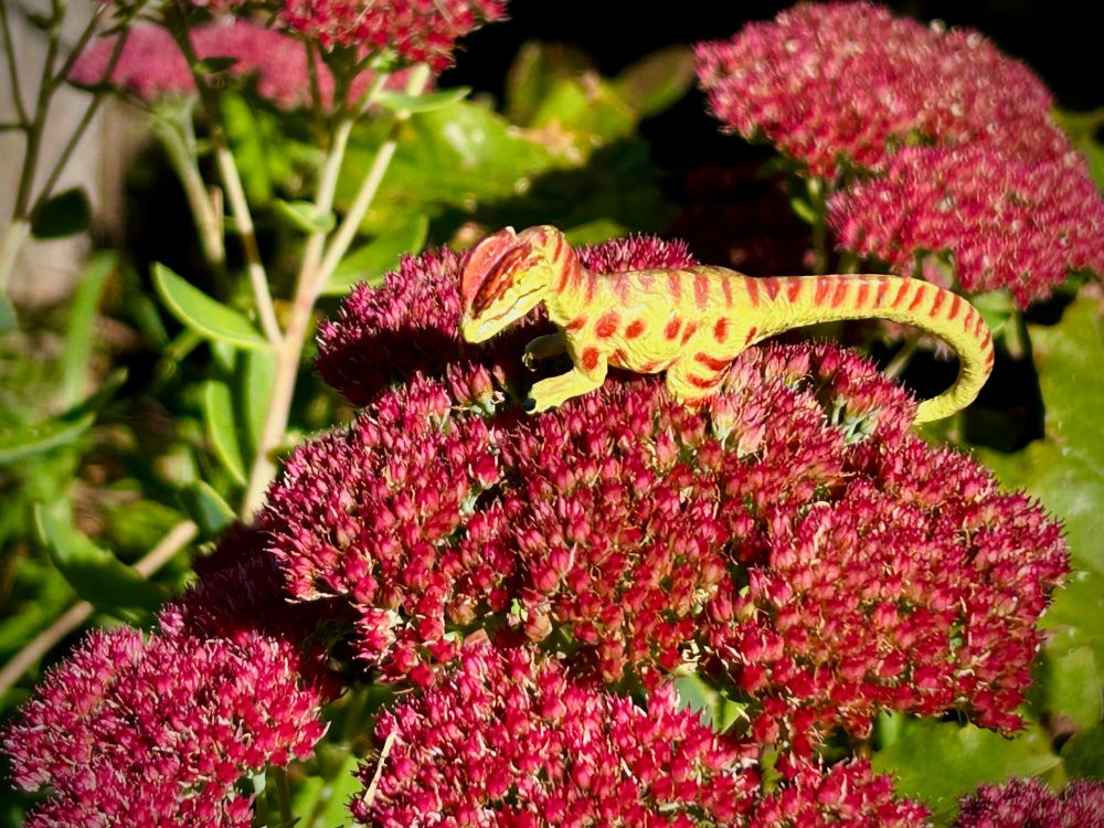 A green Dilophosaurus with brown spots stands in a red sedum flower that has begun to go by, and watches the garden go to sleep on an unusually hot autumn day.