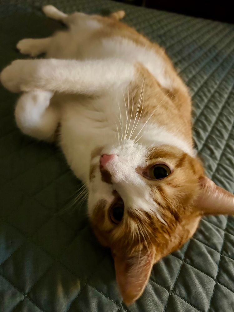 An orange and white tomcat with an orange smudge on his nose rolling onto his back and looking at the camera with innocence atop a green puff.