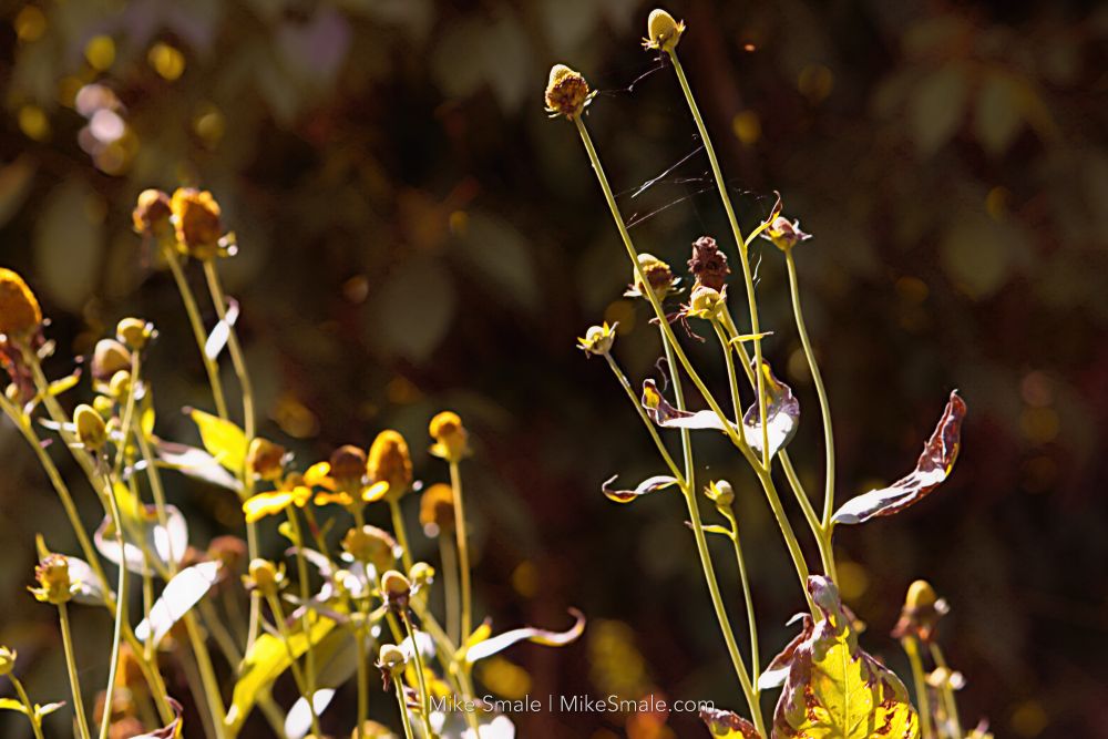 Sunlight filters through tall, dried stems of plants, casting long shadows and illuminating the remaining leaves. The background features blurred foliage in warm autumnal tones.