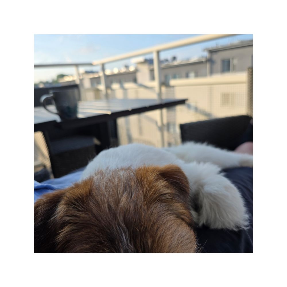 Jack Russell puppy Loni in lap with cup of coffee, balcony railing and sky on the background. 