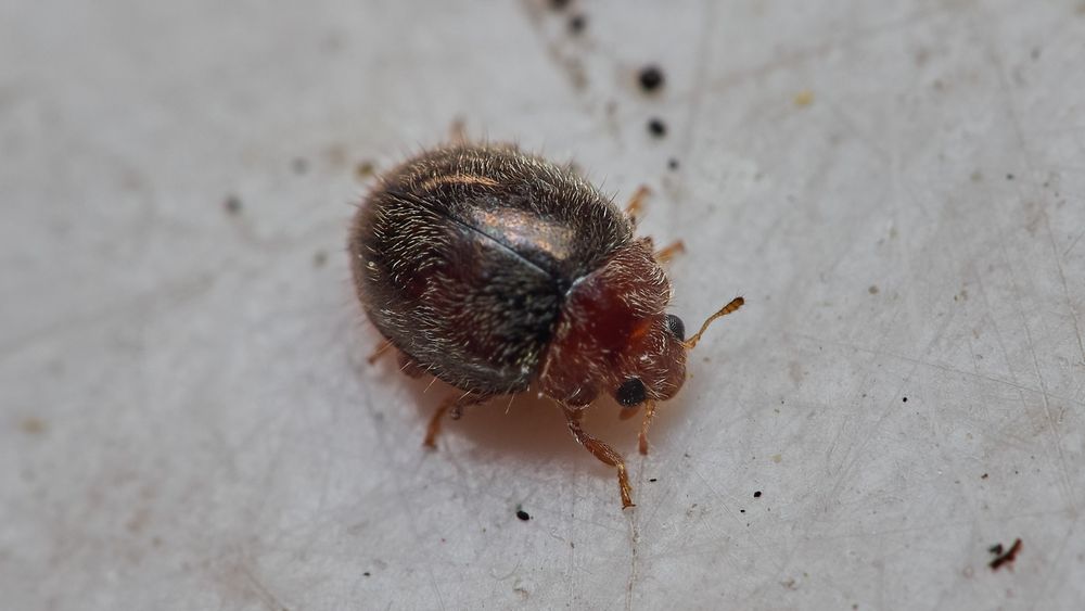 Bristly Ladybird - about 2.5mm long, black wing-cases with dark red head & pronotum, all covered with pale, swirling hairs interspersed with longer, upright bristles. 