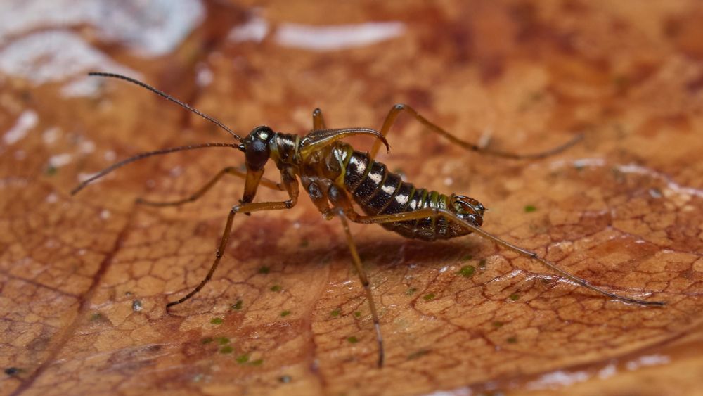A Snow Flea - a small, long-legged insect with a very long face (like its relatives the scorpionflies). An overall dark, bronzy colour with yellow & orange highlights.  