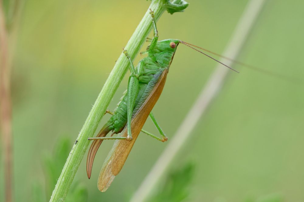 Short-winged Conehead, Conocephalus dorsalis f. burri (the flying form of a typically flightless species). A slender, green cricket, with unusually long, brown wings. This is a female, with a pointed, curving ovipositor. 