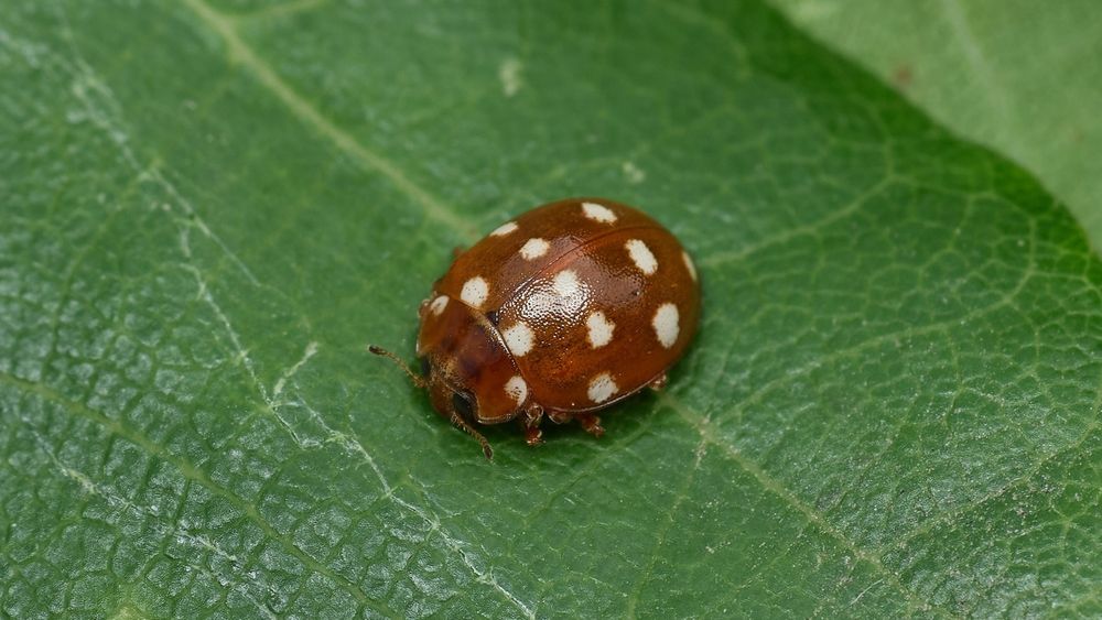 Cream-spot Ladybird - a beetle with deep orange ground-colour and 14 cream/white spots on the wing-cases, plus another pair behind the head on the pronotum.