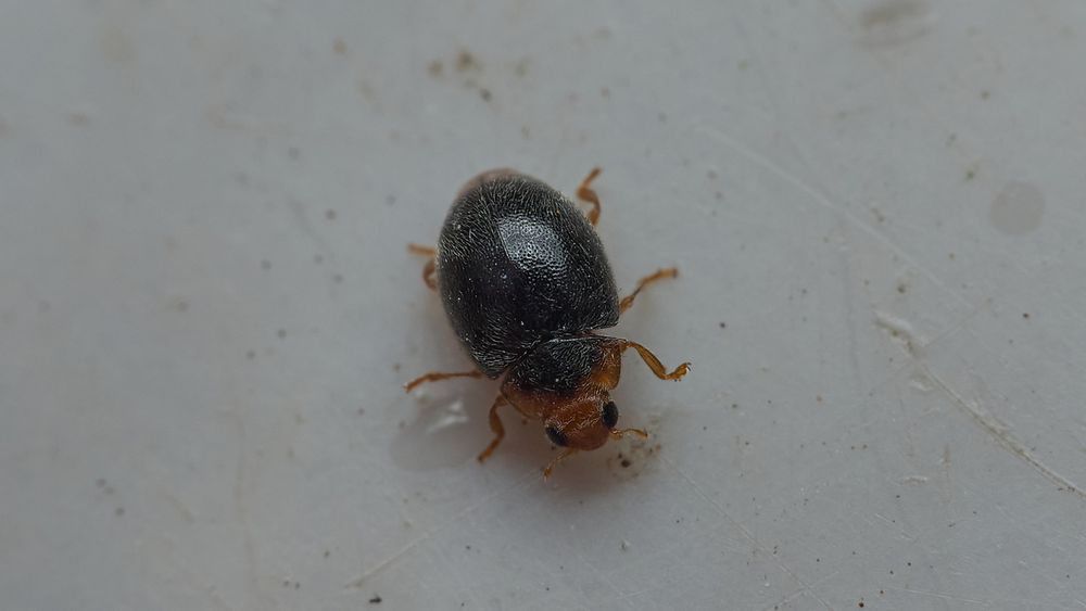 Red-rumped Ladybird - a small, black beetle with an orange/red head and 'collar' and similarly orange/red 'tail' which is only just visible in this photo.