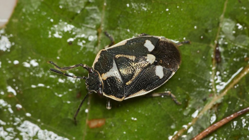 Crucifer Shieldbug topside - this one is black with white markings & a bronzy sheen. Markings can be red, orange or yellow instead of white. 