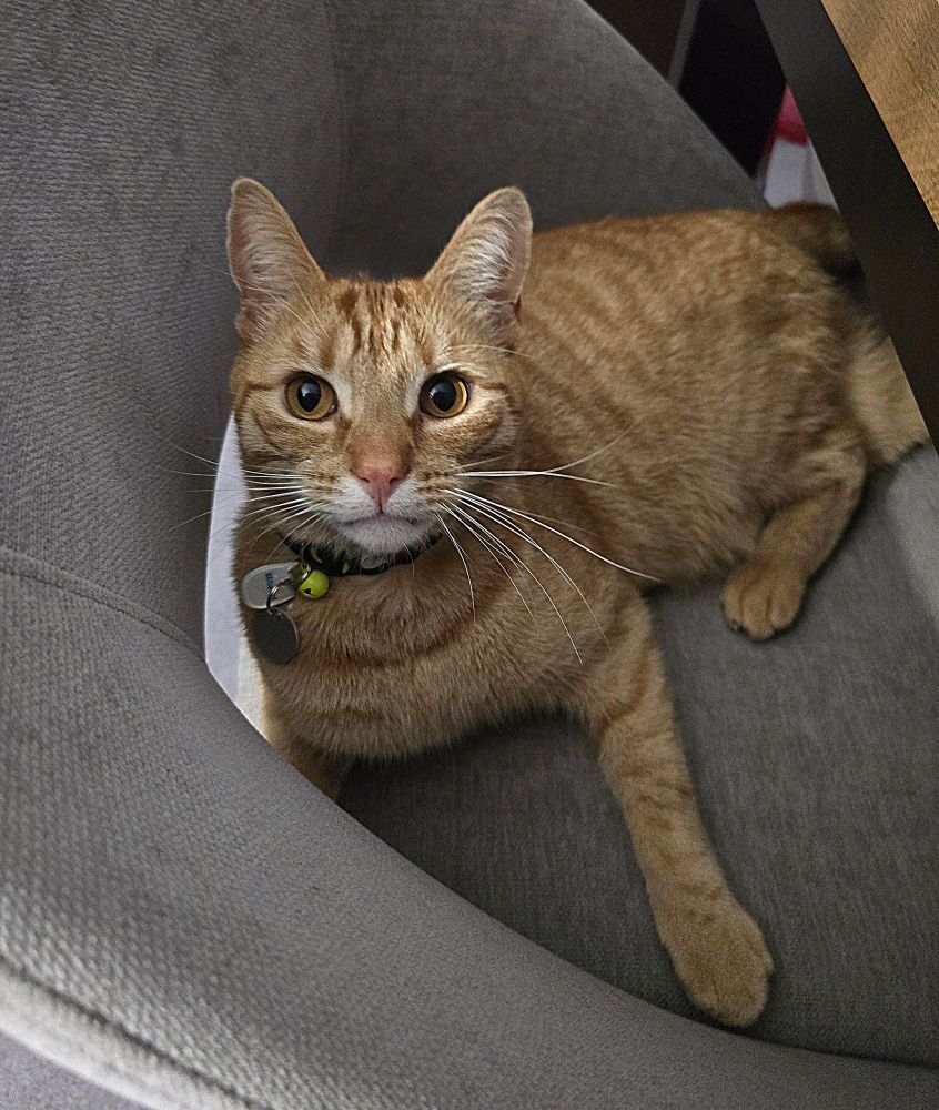 A photo of my ginger cat, Captain Meowlcolm Reynolds, looking thoughtful while sitting in a grey chair