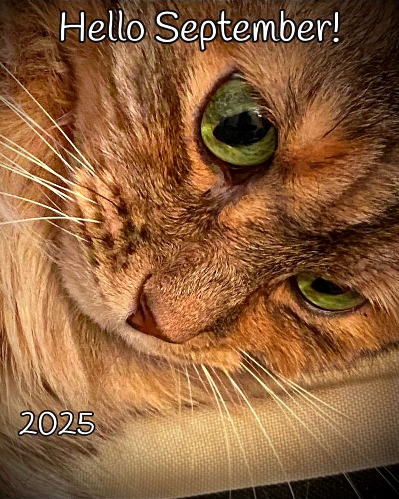 Photo of my green eyed tabby cat 