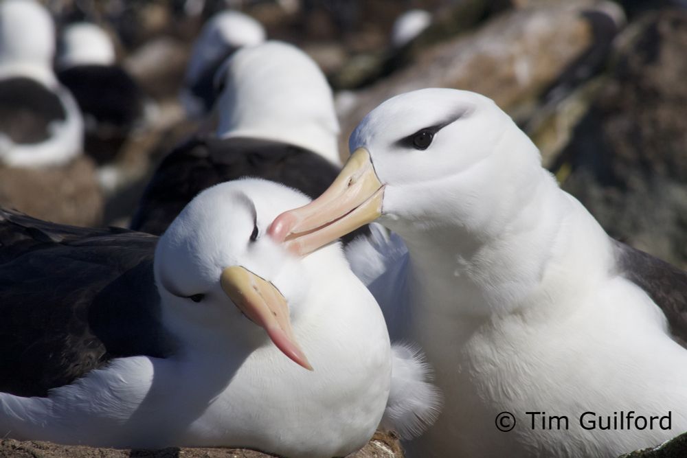 Allopreening Black-browed Albatross
