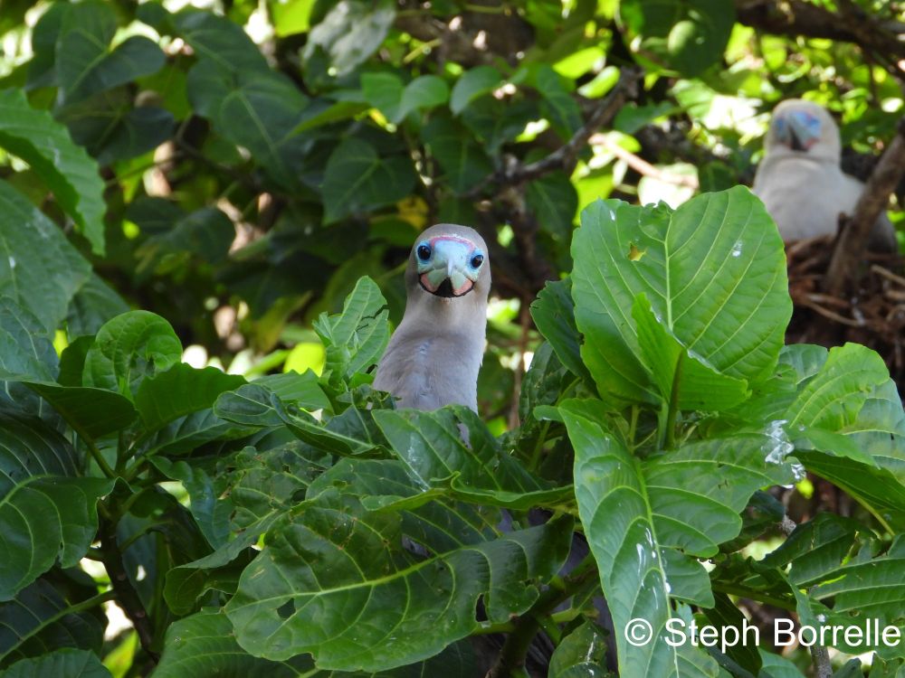 Nesting Red-footed Booby