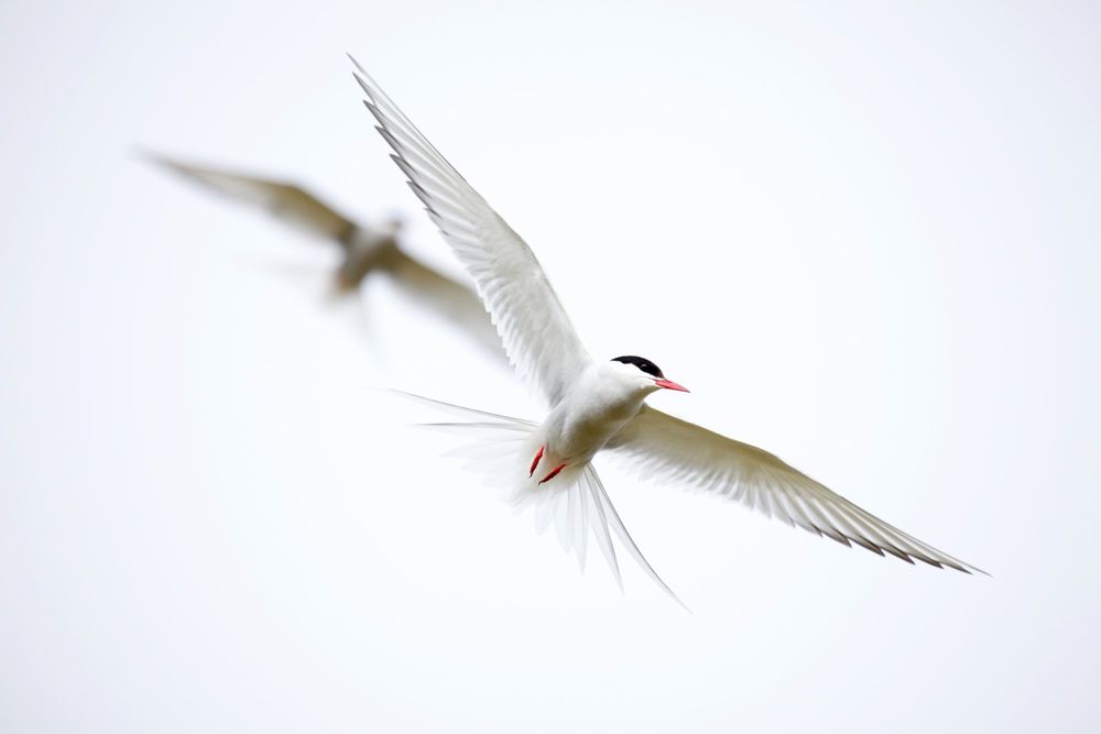 Comment image