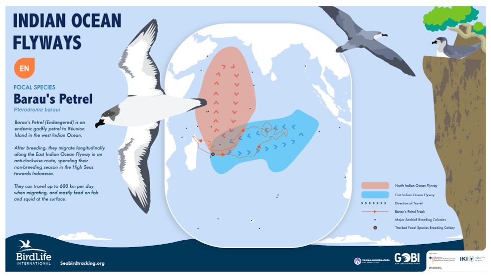 infographic of the North Indian Ocean Flyway and the East Indian Ocean Flyway, and the migratory route of a Barau’s Petrel using the East Indian Flyway