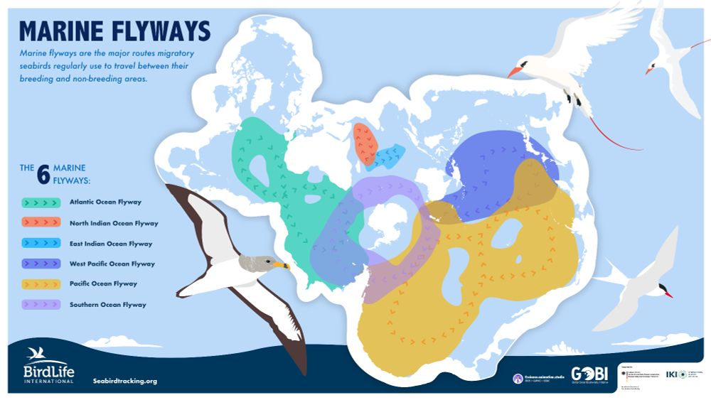 Infographic map showing the six marine flyways (Atlantic Ocean Flyway, North Indian Ocean Flyway, East Indian Ocean Flyway, West Pacific Ocean Flyway, Pacific Ocean Flyway, Southern Ocean Flyway) in a spilhaus projection, and the general direction of travel by migratory seabirds