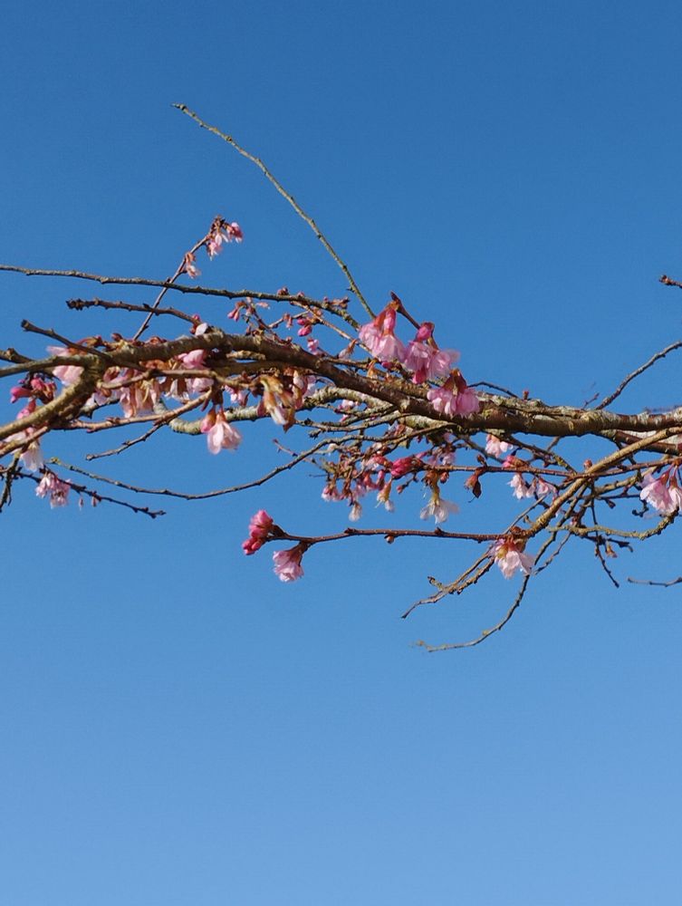 Branche de cerisier à fleurs roses sur un ciel bleu 