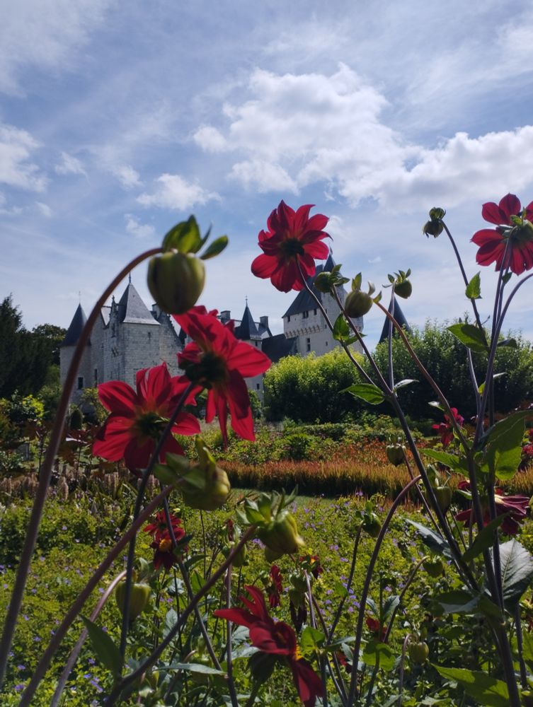 Château du Rivau au deuxième plan, deviné à travers des dahlias rouges