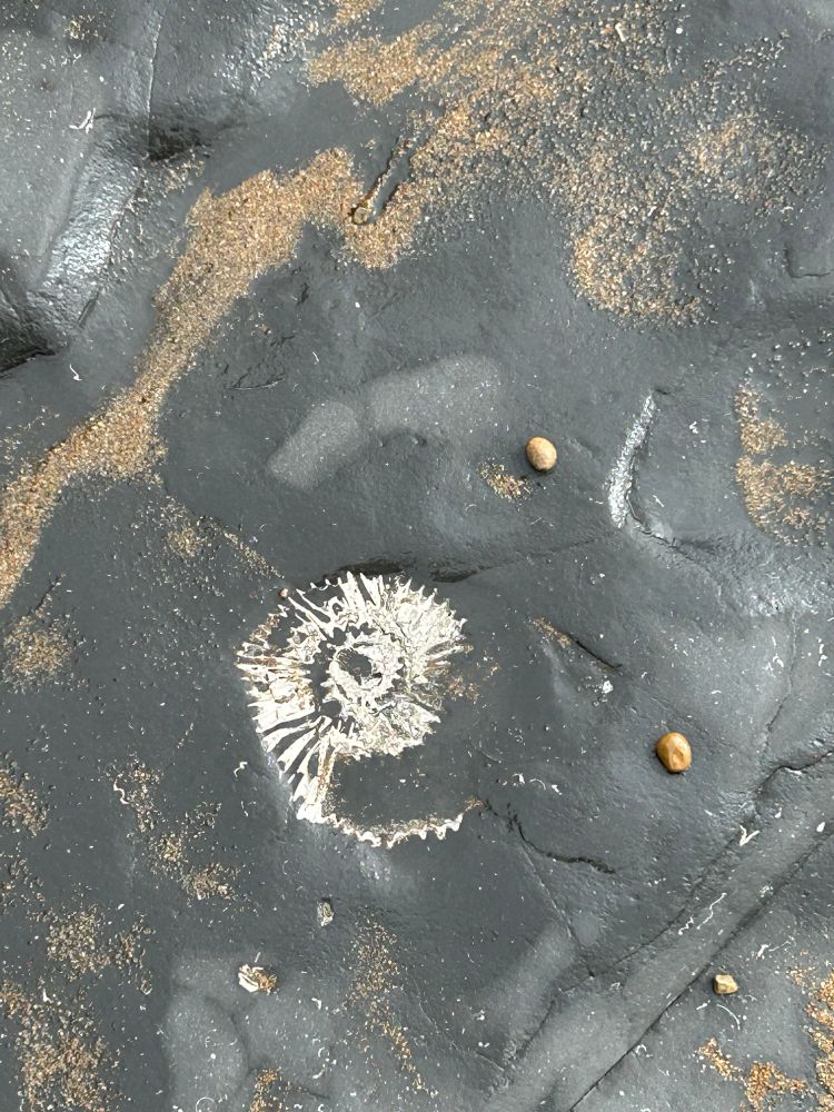 Soft black flat rock with a chalky white ammonite curled spiral shell impression in the stone