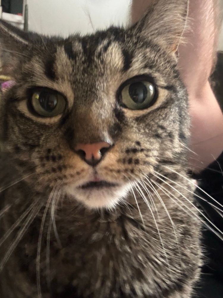 Zoomed in photo of a cats face 