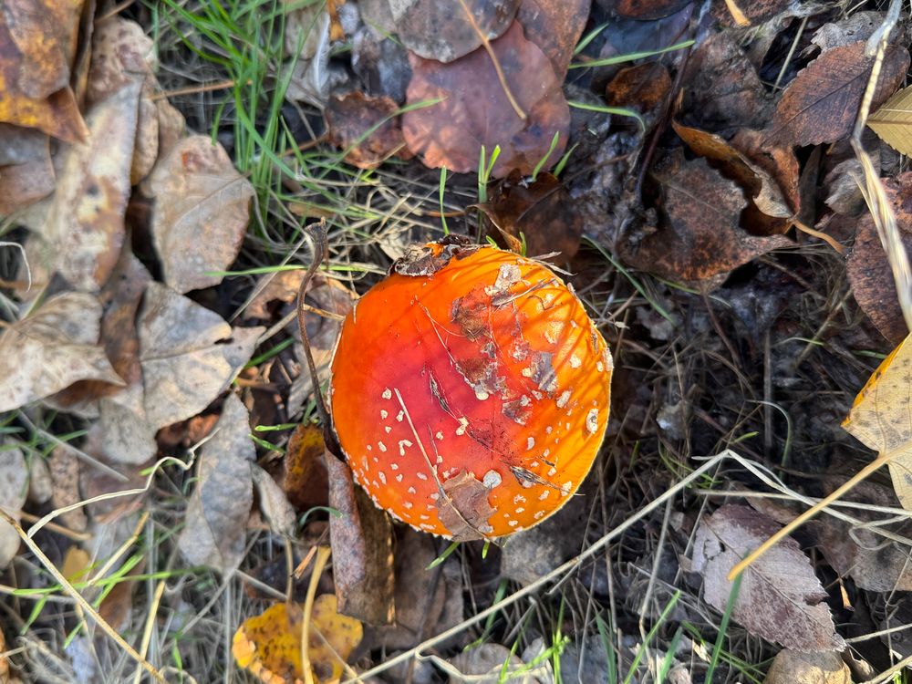 Photo of an amanita mushroom with a red/orange cap and white bits among the fallen leaves. 