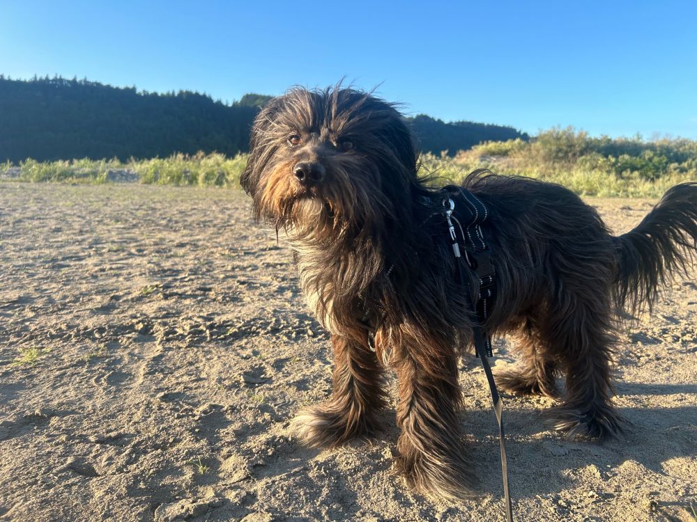 A real photo taken a second later, my perfect dog looks at the camera on a beach near PDX 