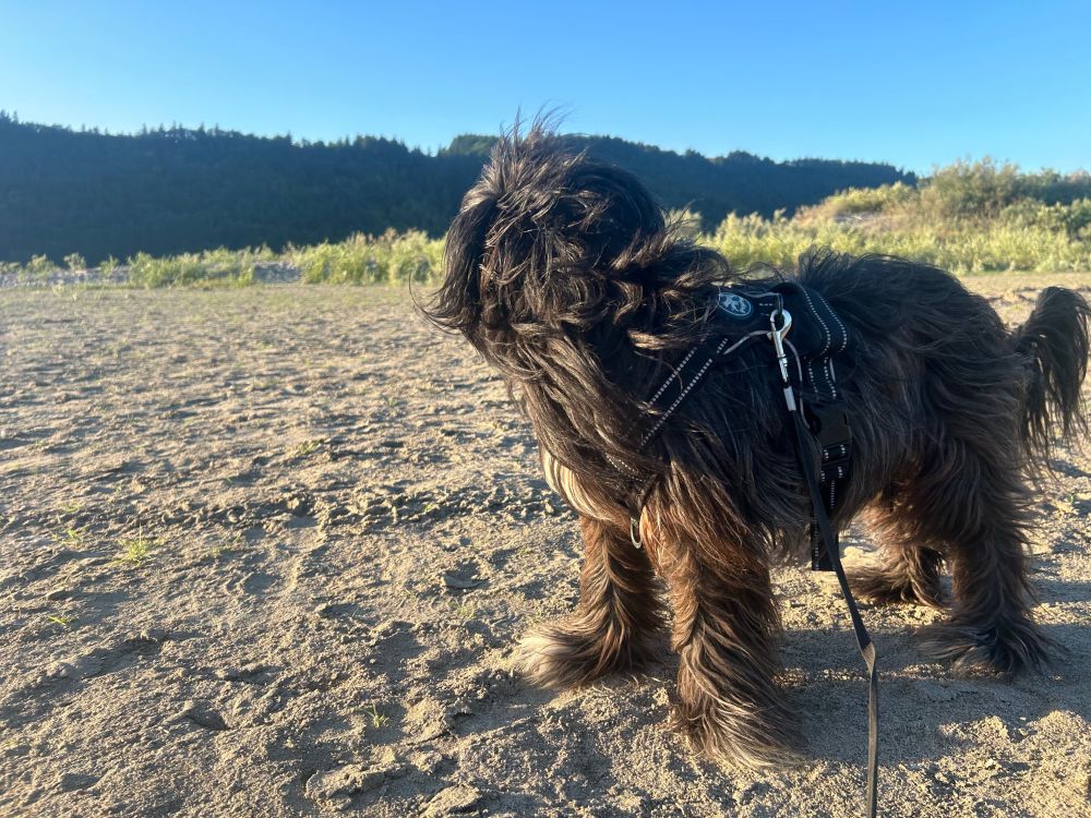 NOT AI, this is a real photo of my dog looking away from the camera and longingly at Washington across the sand at rooster rock beach on a perfect day in Oregon 