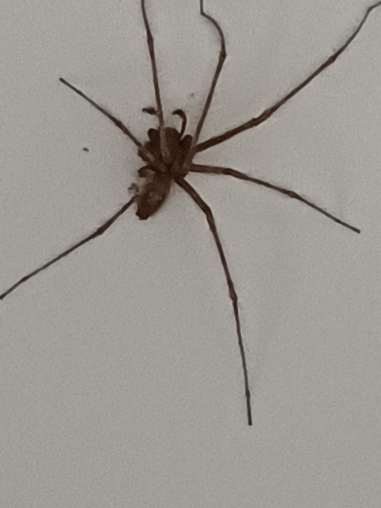 Große braune Spinne mit Fühlern am Kopf und sieben Beinen