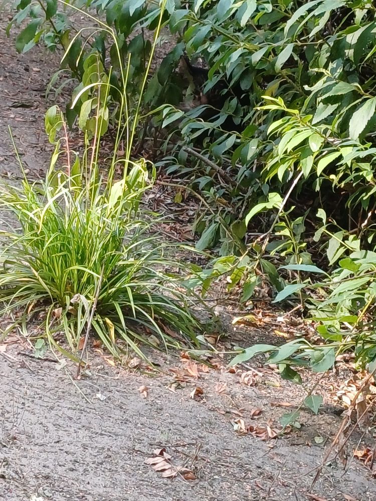 Gebüsch am Wegesrand... und ein Ratespiel.... Wo ist die Katze?