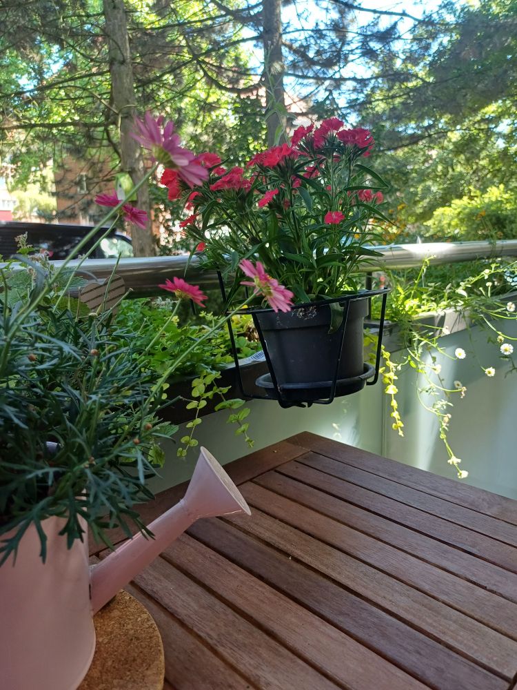 Balkon mit einem Stück vom Tisch, darauf eine kleine rosa Gießkanne mit Pflanze und eine rote Nelken-Pflanze im Blumenständer. 