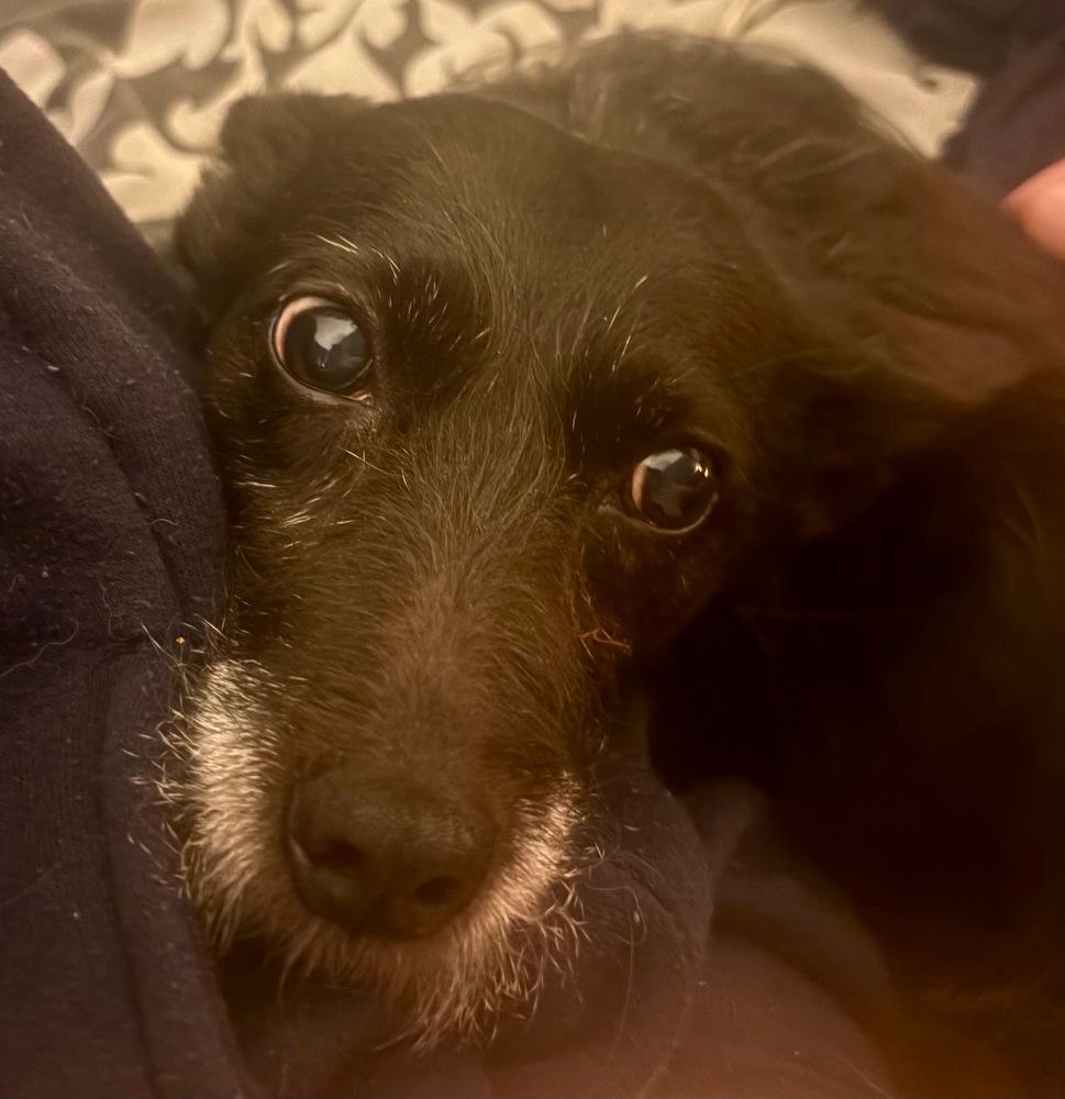 Small black shaggy terrier type dog with a white beard looking to the right of the screen. 
