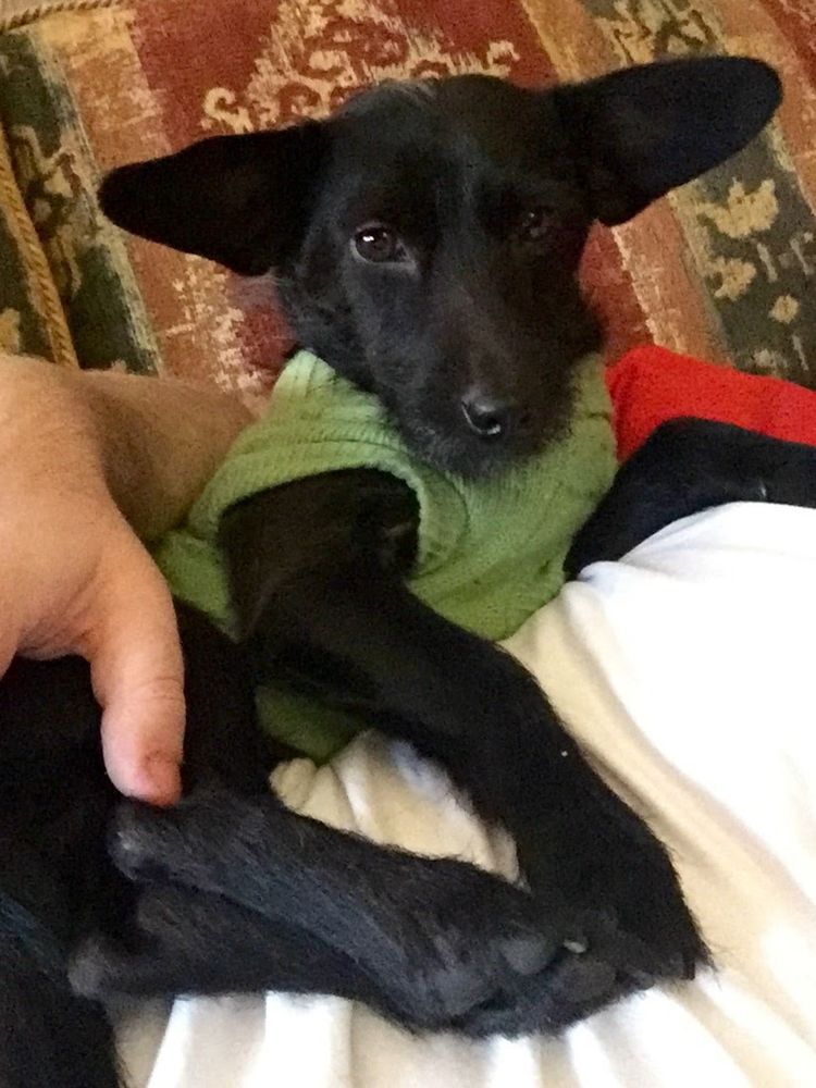 Small black terrier type dog wearing a green knitted sweater. Crazy hideous multicoloured sofa in the background. 