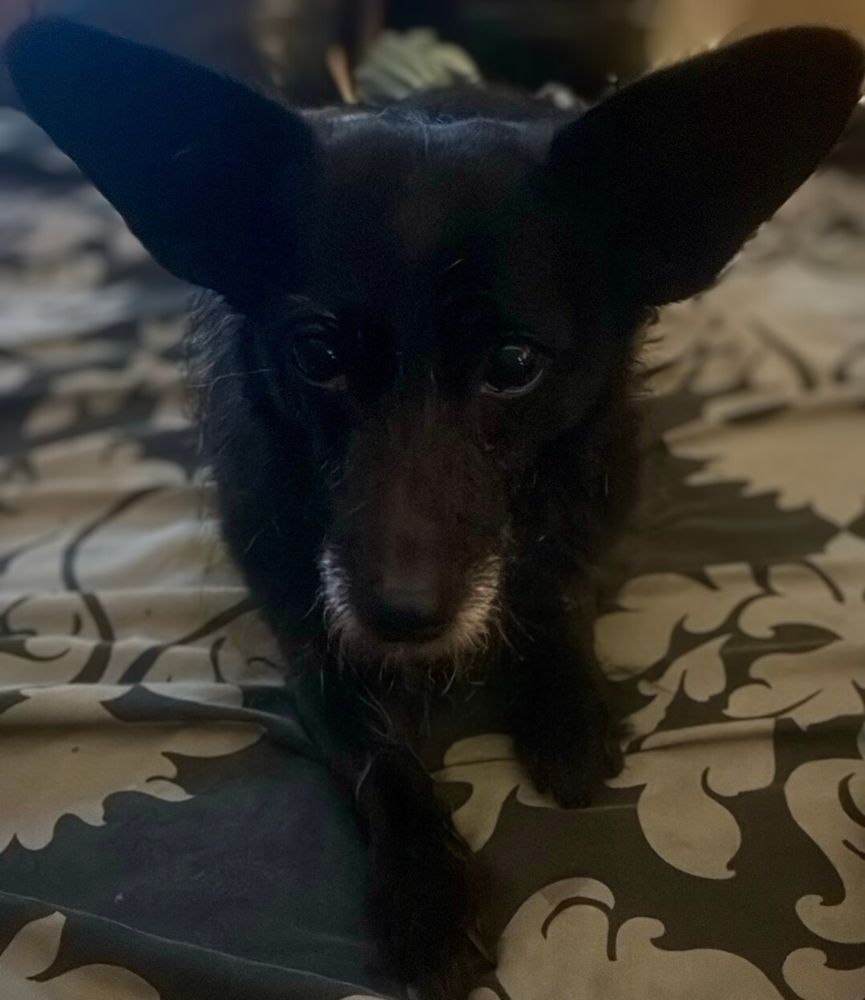 Small shaggy black and white terrier dog with massive ears looking at the camera. 