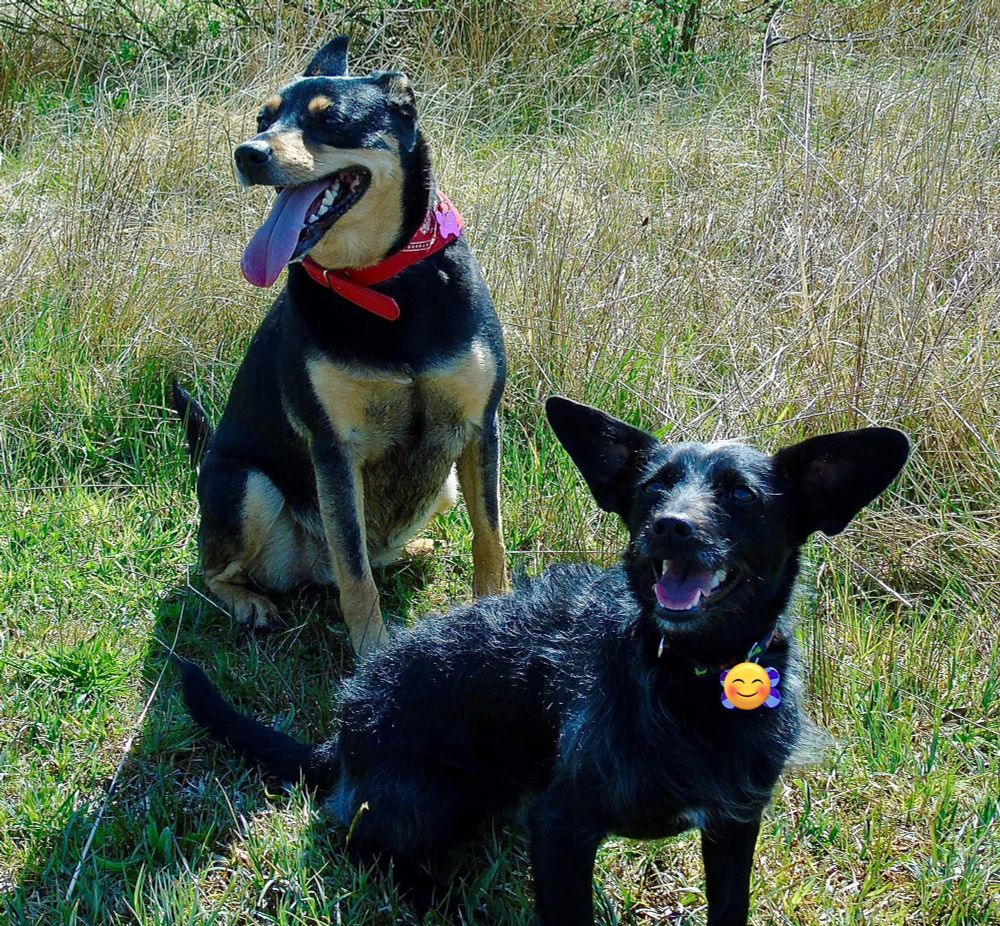 A medium sized panting black and brown dog wearing a red collar and a small black bat eared terrier-type dog with her mouth open and pointy ears.