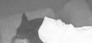 Small black and brown dog asleep on a sofa covered by a blanket. 