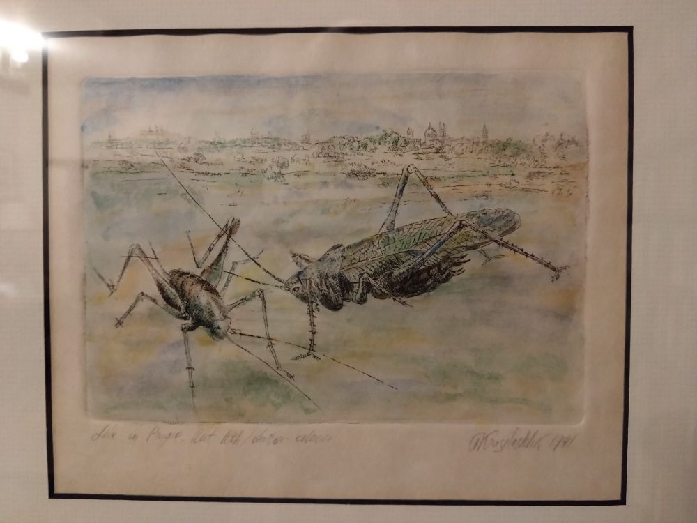 Etching and watercolour of a grass hopper and cricket with Prague in the background