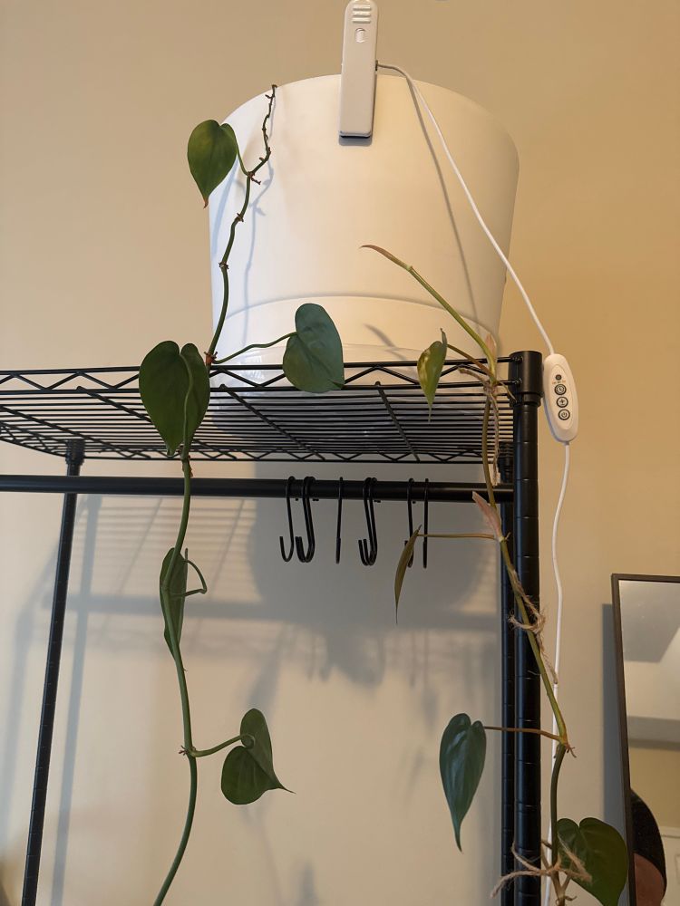 Picture of the plant in my bedroom. Maybe a pothos, maybe a philodendron 🤷‍♂️😂