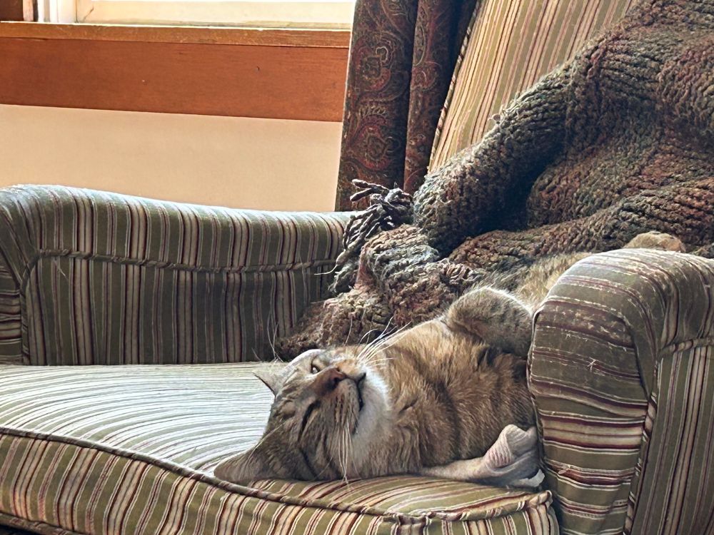 Frankie relaxing in his favorite chair (my dad’s beat-up but beloved by me reading chair) 
