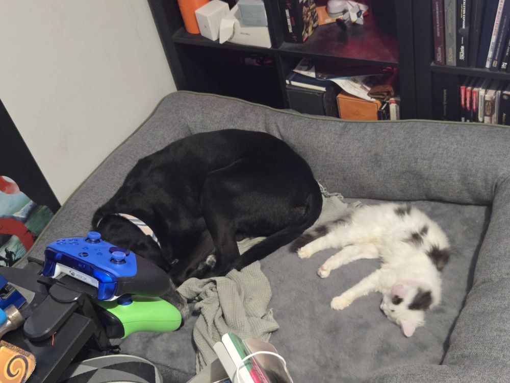 A kitten and a dog sleeping together in a bed. 