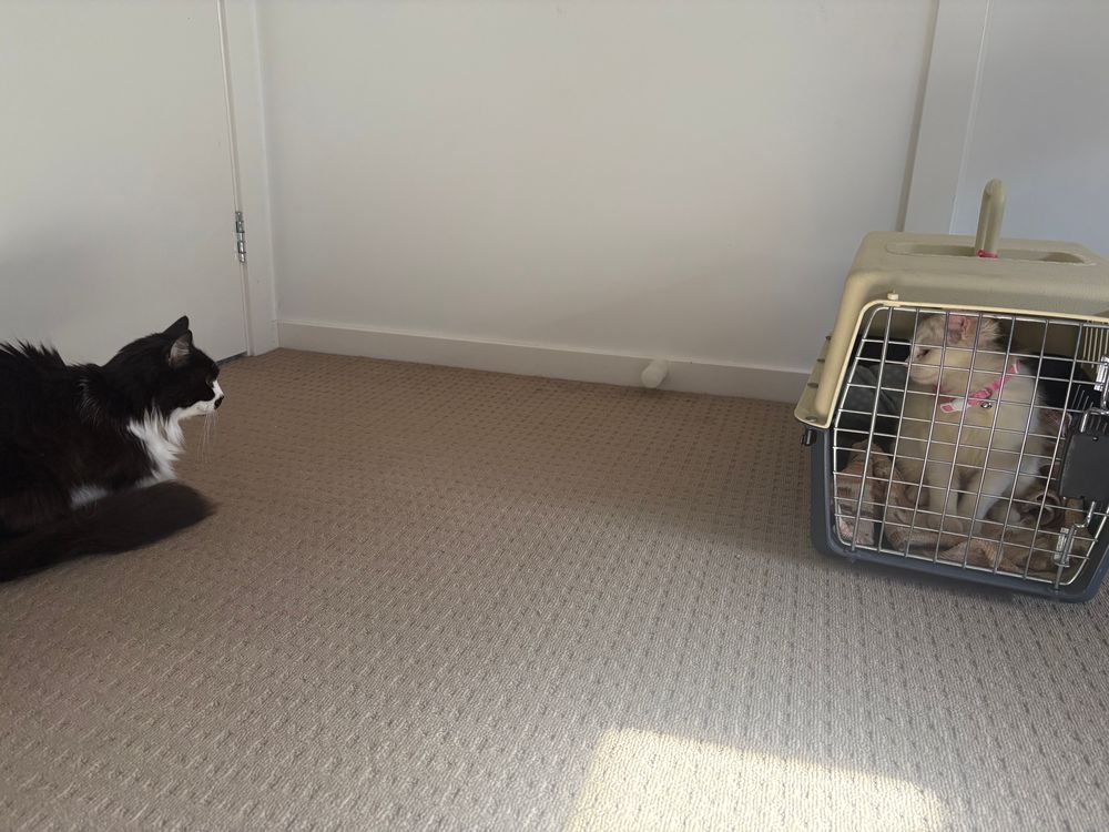 A cat looking warily at a kitten in a crate. 