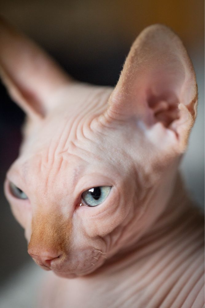 מיצ בן חצי שנה