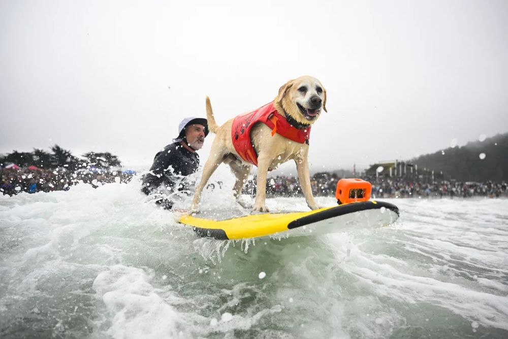 Jeff Nieboer pushes Charlie Surfs Up through the breakers during the World Dog Surfing Championships Saturday, Aug. 2, 2025, in Pacifica, Calif.
Eakin Howard/AP
