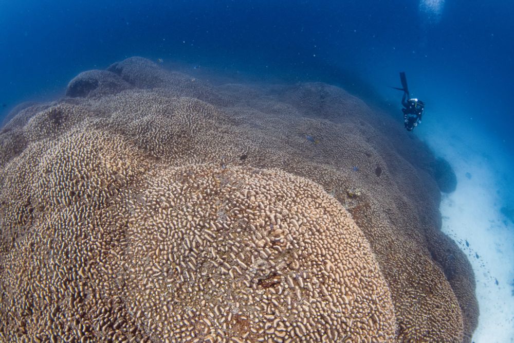 A massive coral colony dwarfing a single diver