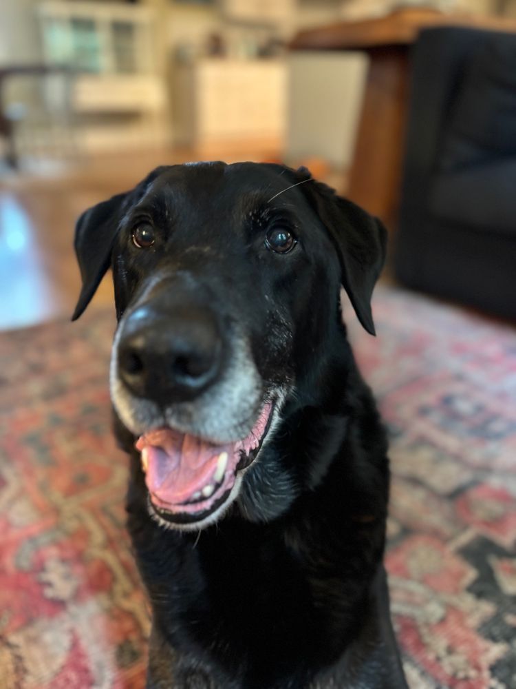 The same black dog seemingly smiling